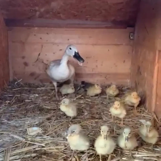 Naissance-de-poussins-la-méthode-naturelle-étape-par-étape La Madera
