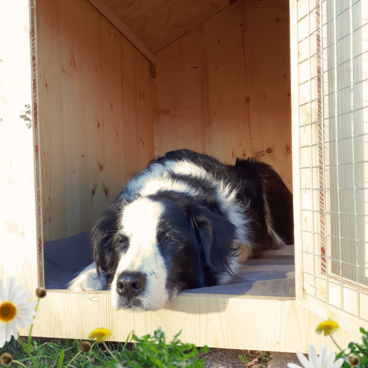 niche en bois massif pour vieux chien