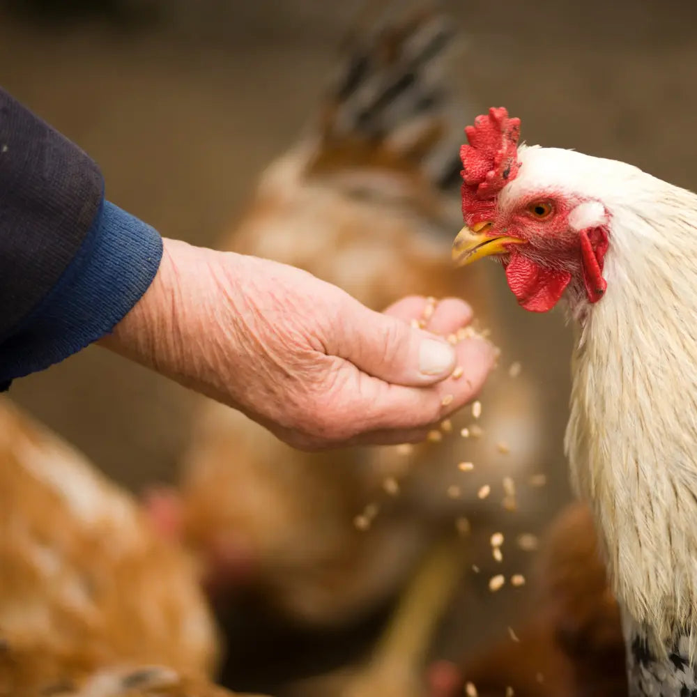 Mélange bio riche en protéine - 10 kg Spécial poules pondeuses La Madera