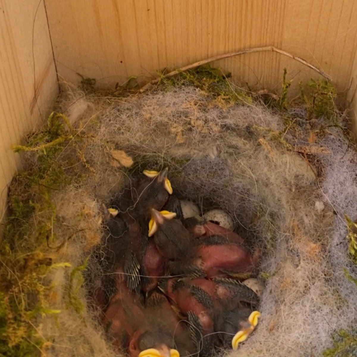 Nichoir pour oiseaux - mésanges – conçu pour le bien-être animal