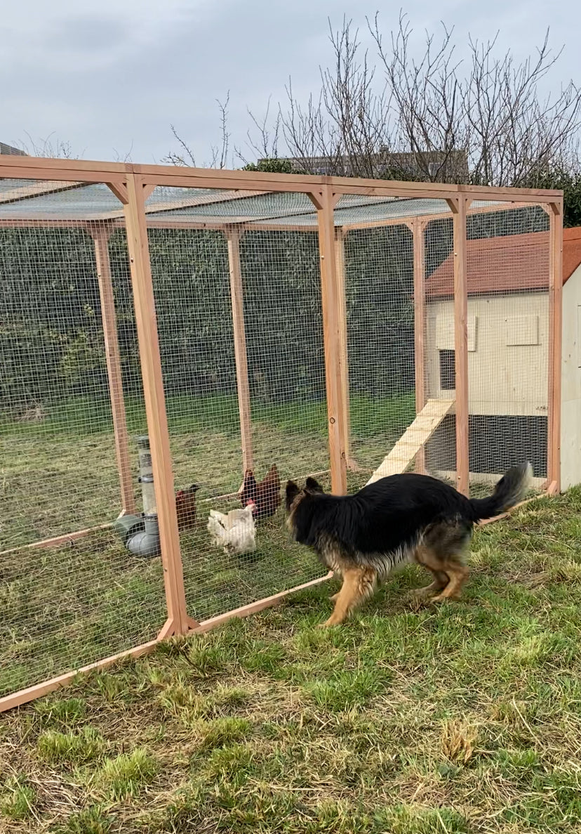 Enclos à poule résistant aux attaques de chien