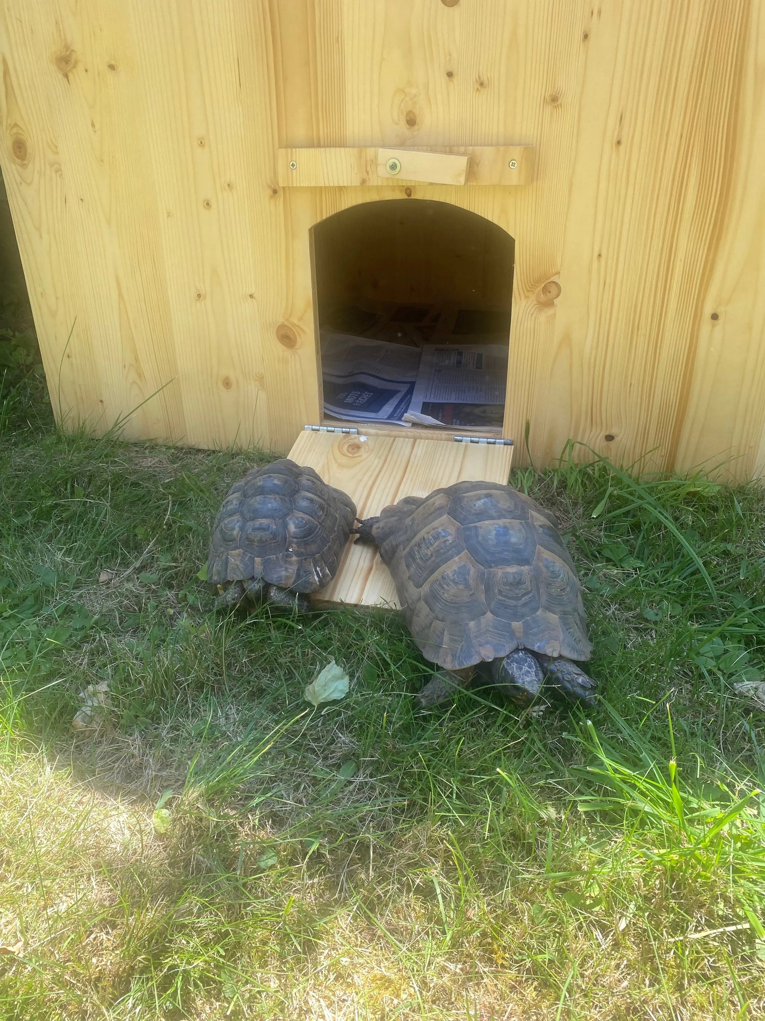 enclos à tortue en bois massif