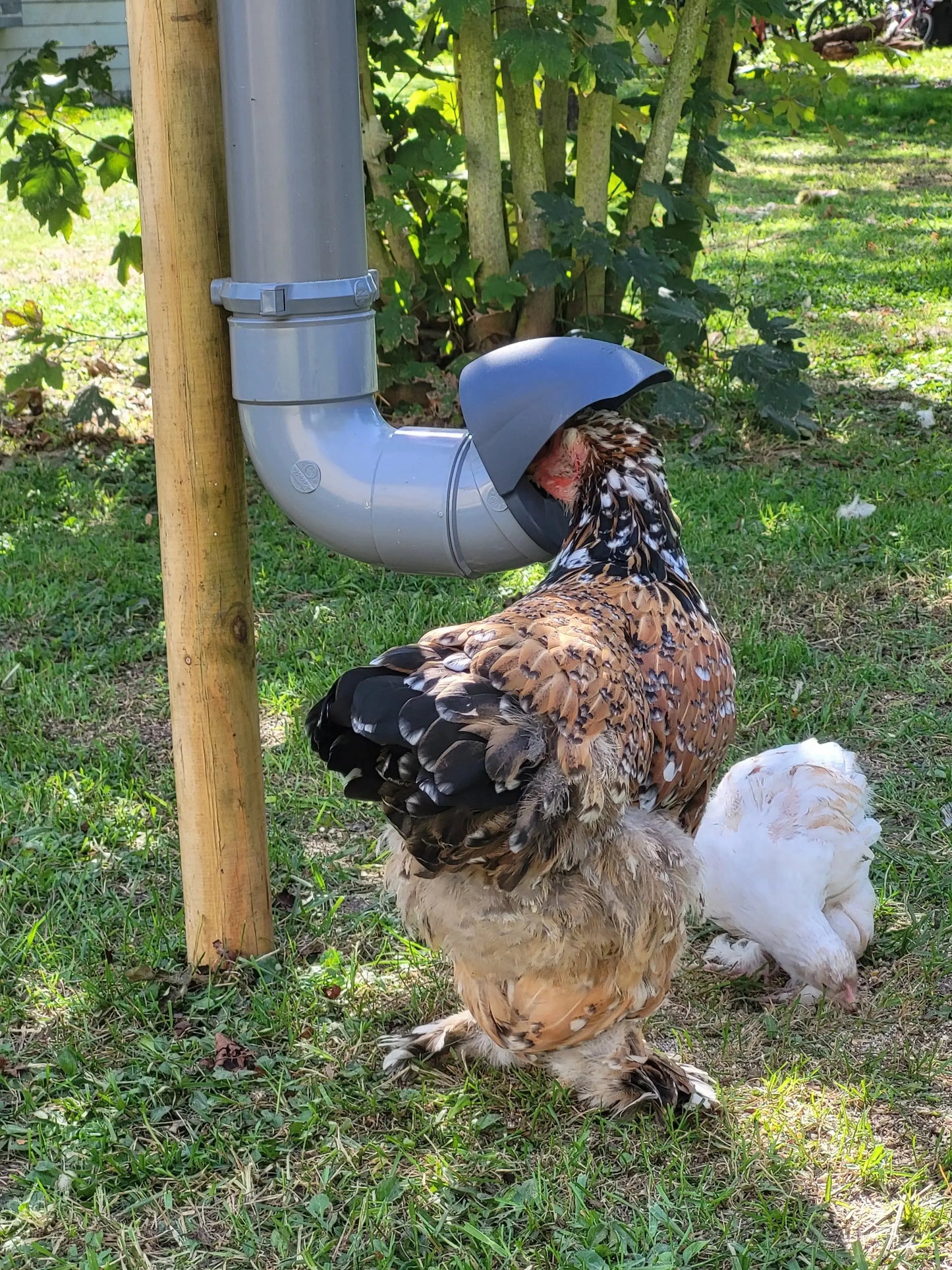 Mangeoire ergonomique pour les volailles poules et canards, accessoire d'élevage.