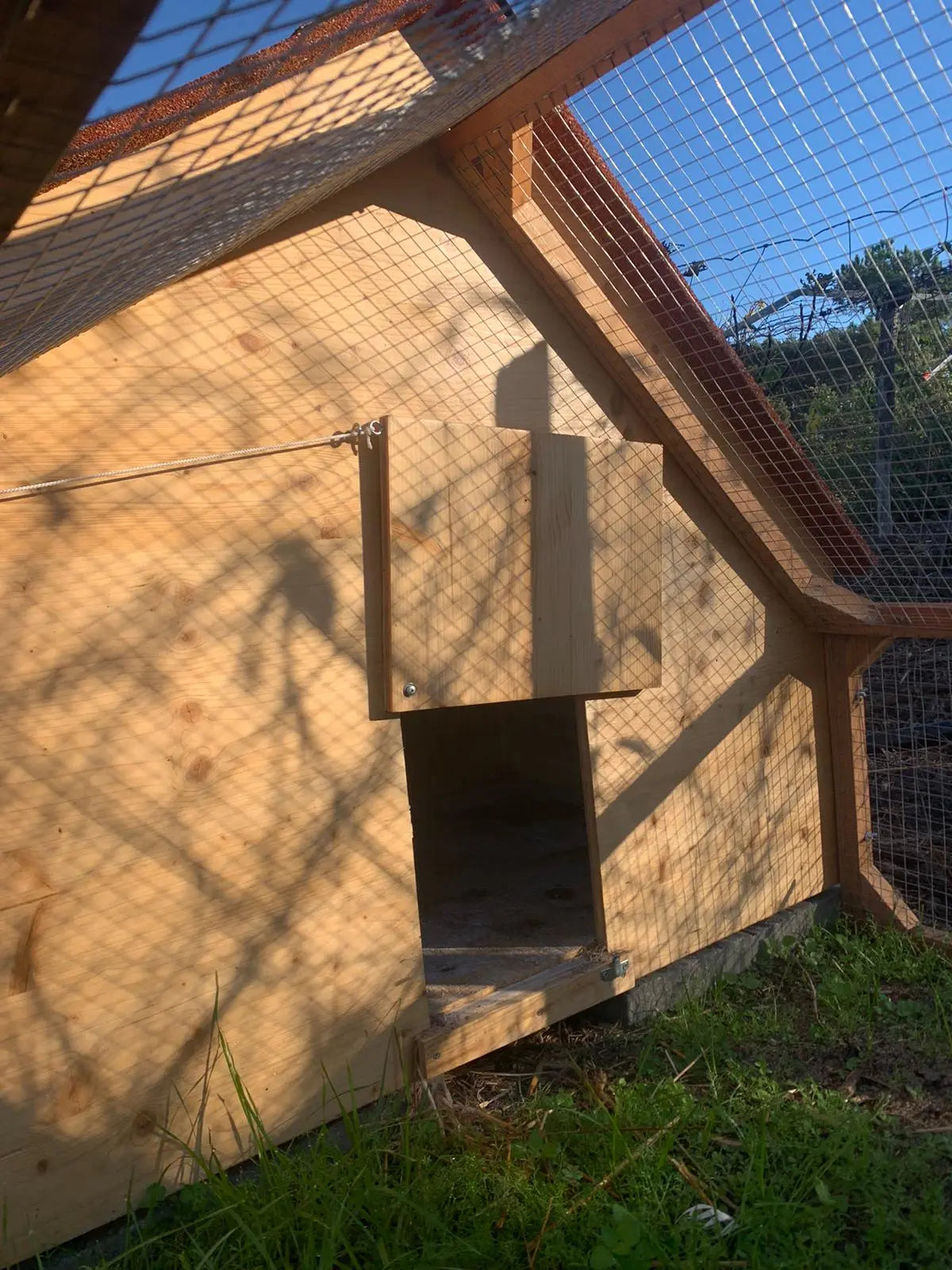 Ouverture de la porte par l'extérieur pour permettre aux canetons et oisons d'accéder à l'enclos extérieur en toute sécurité. Enclos en bois massif douglas imputrescible.