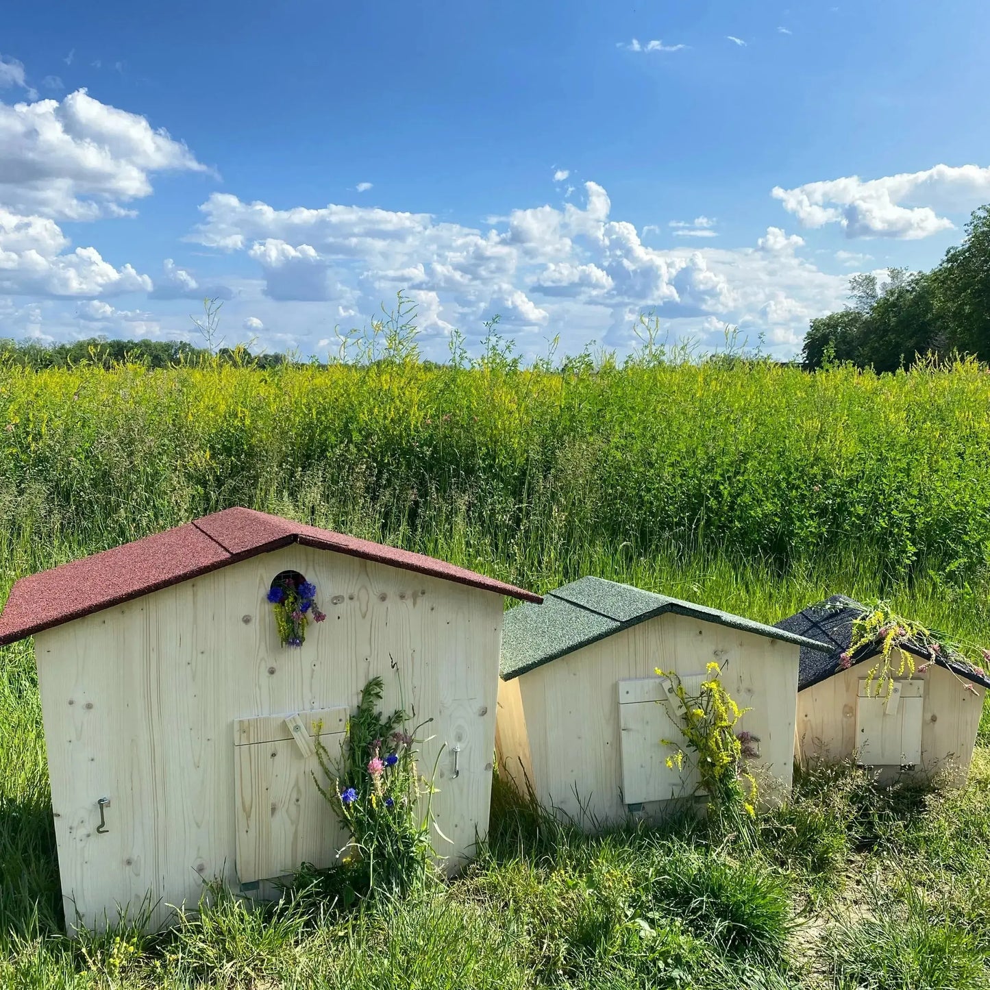 Abri lapin, tortue, chat - La Madera