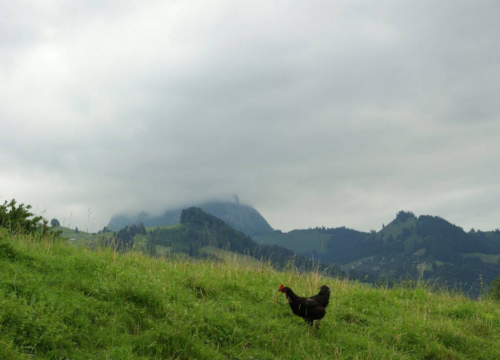 Poulailler en haute montagne