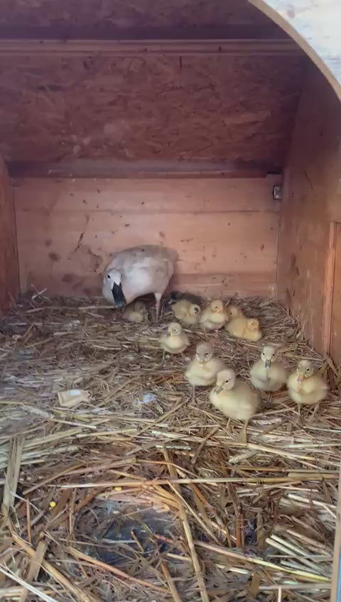 les premières sorties des canetons dans leur cabane d'élevage en bois massif