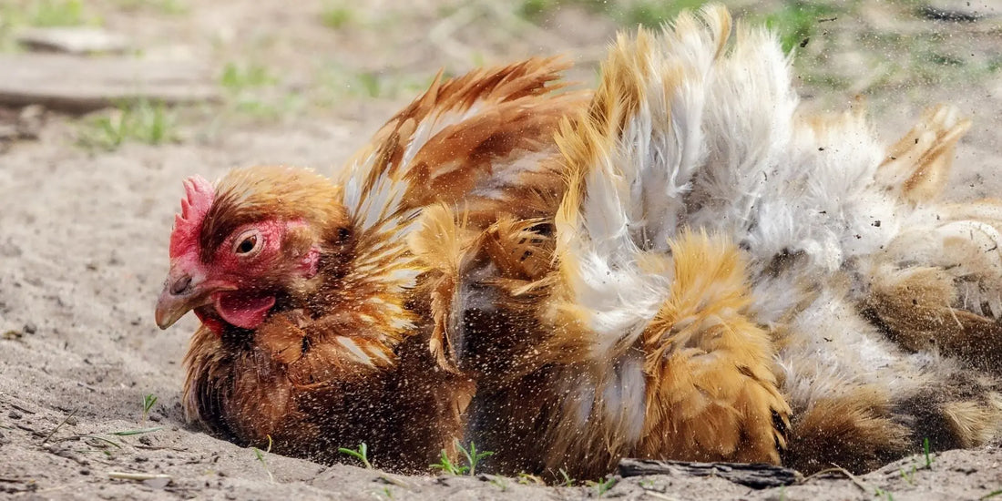 danger bain de terre de diatomée sur les poules
