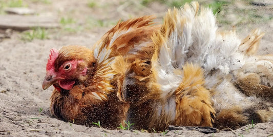 danger bain de terre de diatomée sur les poules