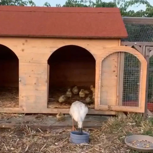 Poule-qui-couve-tout-ce-qu-il-faut-savoir-pour-l-aider-sans-intervenir La Madera