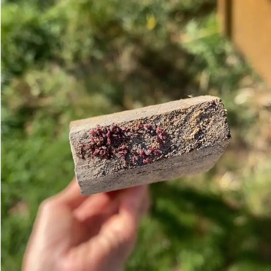 Venir à bout des poux rouges 