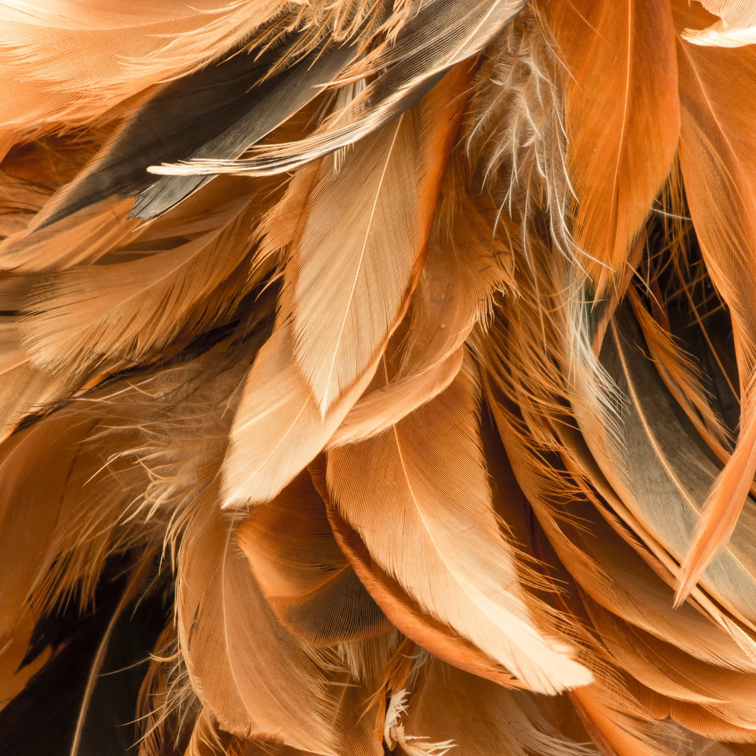 Pourquoi mes poules perdent leurs plumes? La Madera