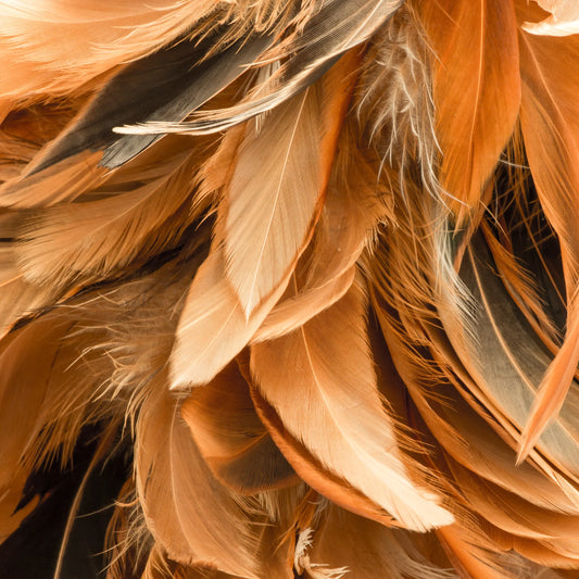 Pourquoi mes poules perdent leurs plumes? La Madera