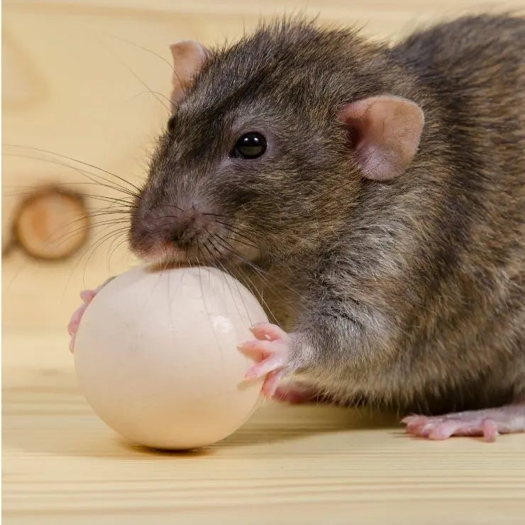 rat dans le poulailler