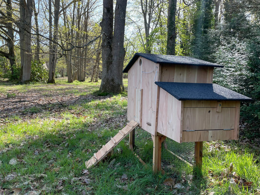 adopter des poules et éviter les erreurs