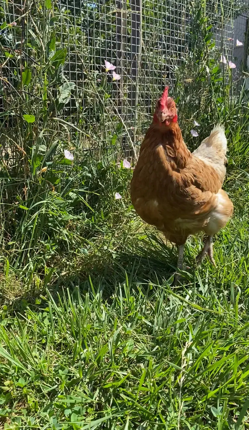 4 erreurs qui attirent les mouches dans un poulailler en été : manque d'espace, restes alimentaires, litière humide, mauvaise ventilation
