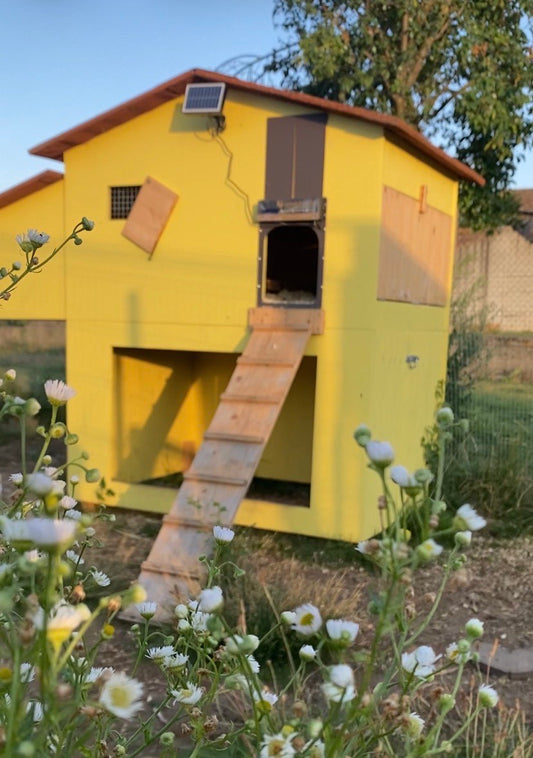 Comment-choisir-un-bon-poulailler La Madera
