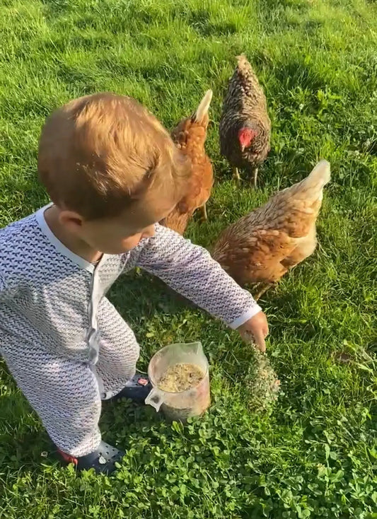 adopter des poules et choisir le bon poulailler