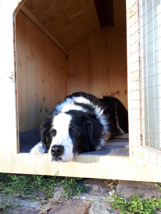 Est-ce-que-mon-chien-peut-dormir-dehors-en-hiver La Madera