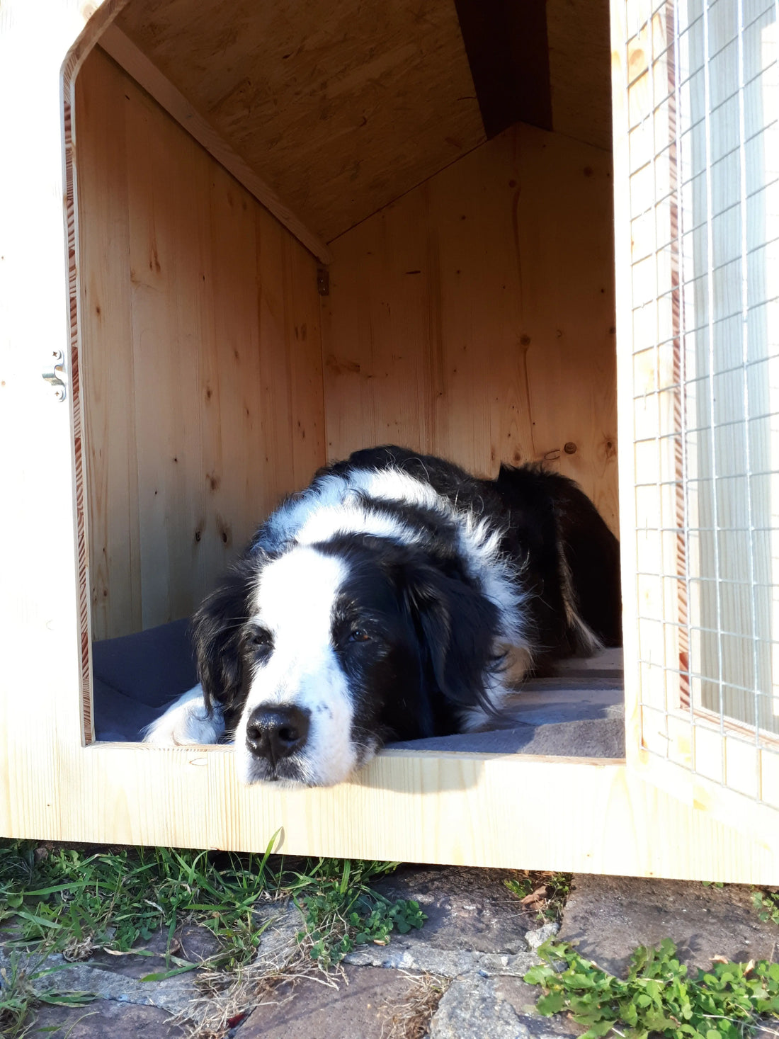 Est-ce que mon chien peut dormir dehors en hiver ? La Madera