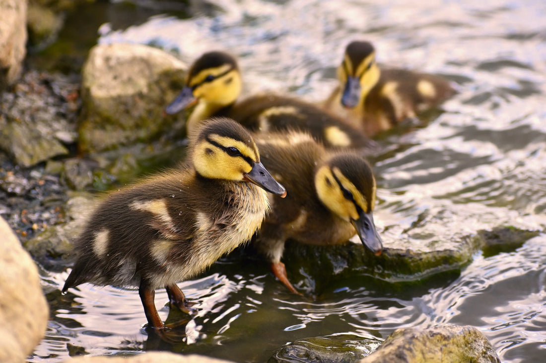 canards mandarins + en période de couvaison + sur un îlot sécurisé