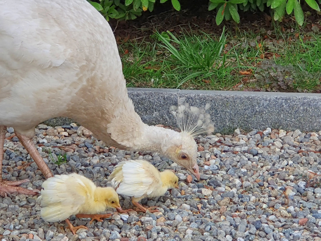 naissance de paon sans couveuse 