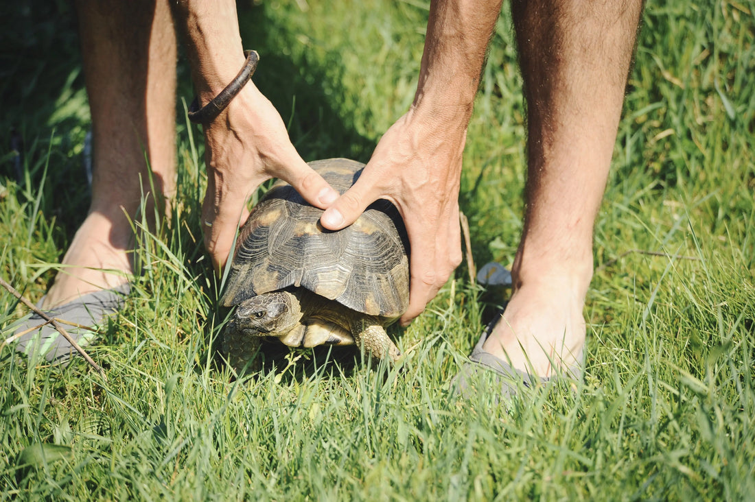 enclos pour tortue terrestre