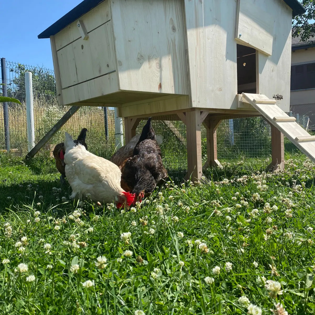 poulailler en bois massif durable