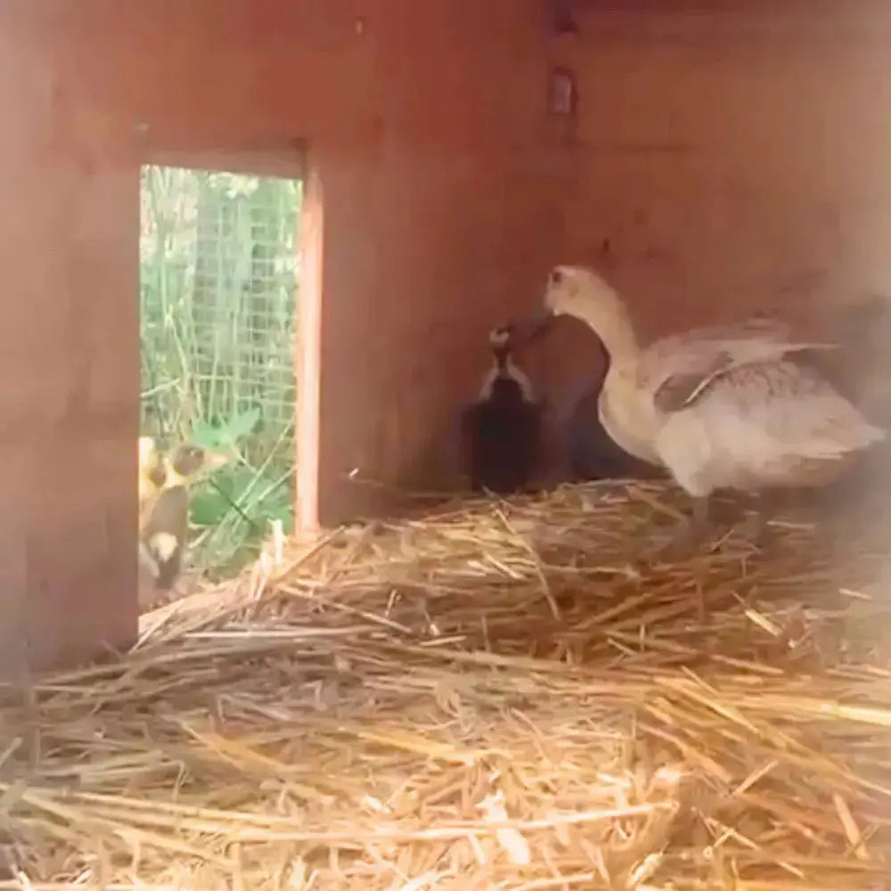 Naissance de poussins sous une poule couveuse dans un abri naturel