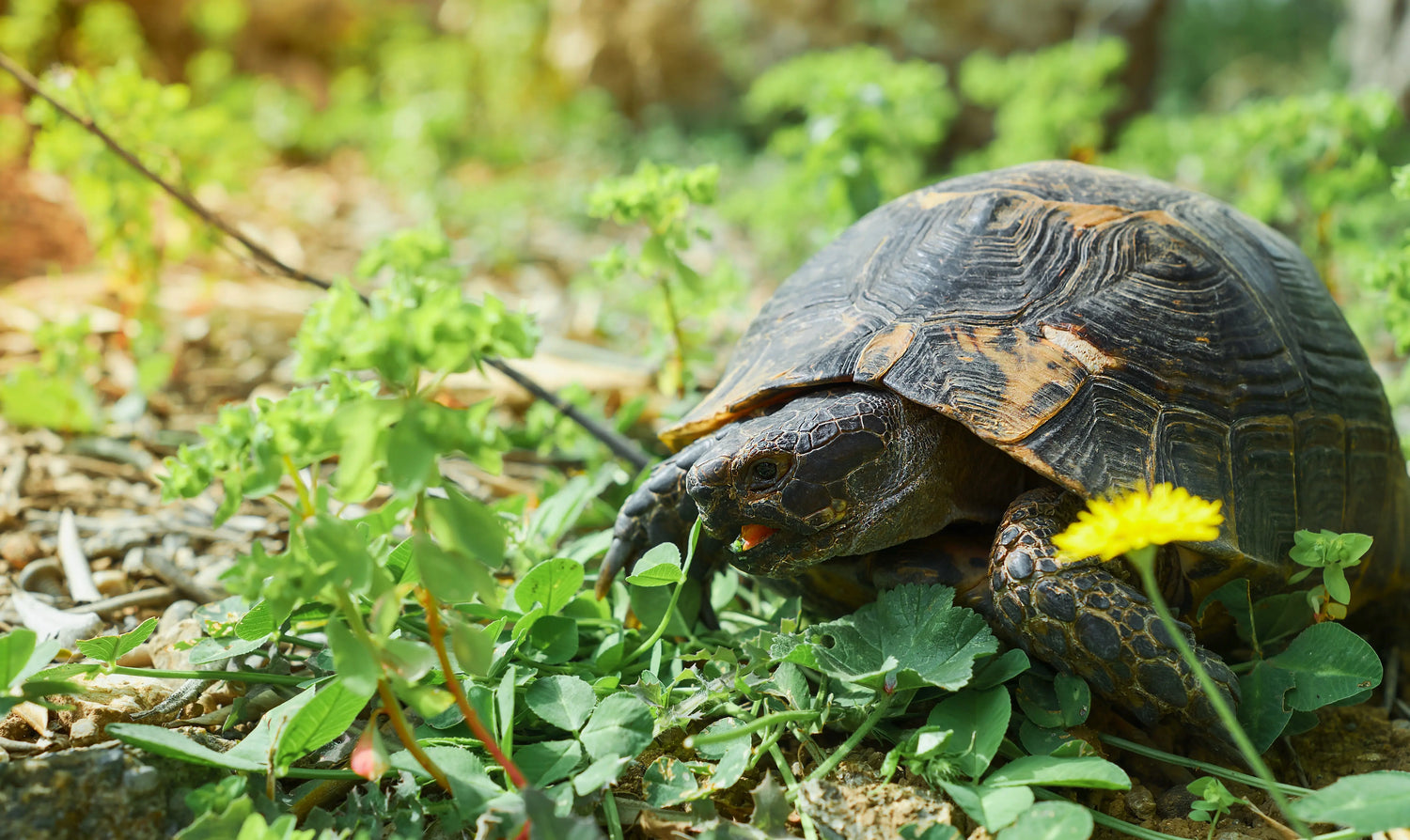enclos en bois pour tortue terrestre