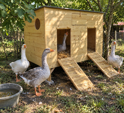 Abri pour oies - Cabane extérieure sur pilotis