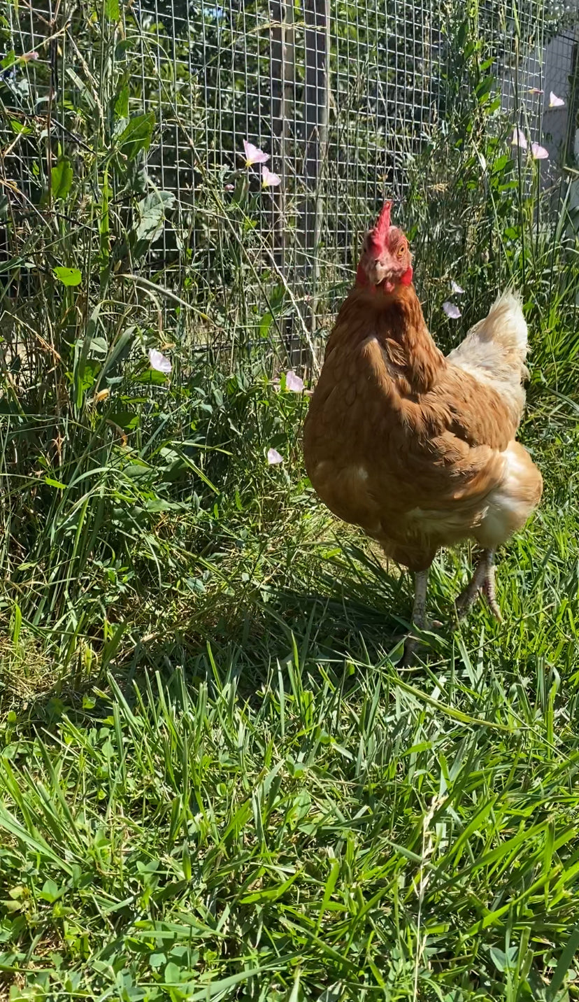 Bien être animal, poules heureuses et en liberté