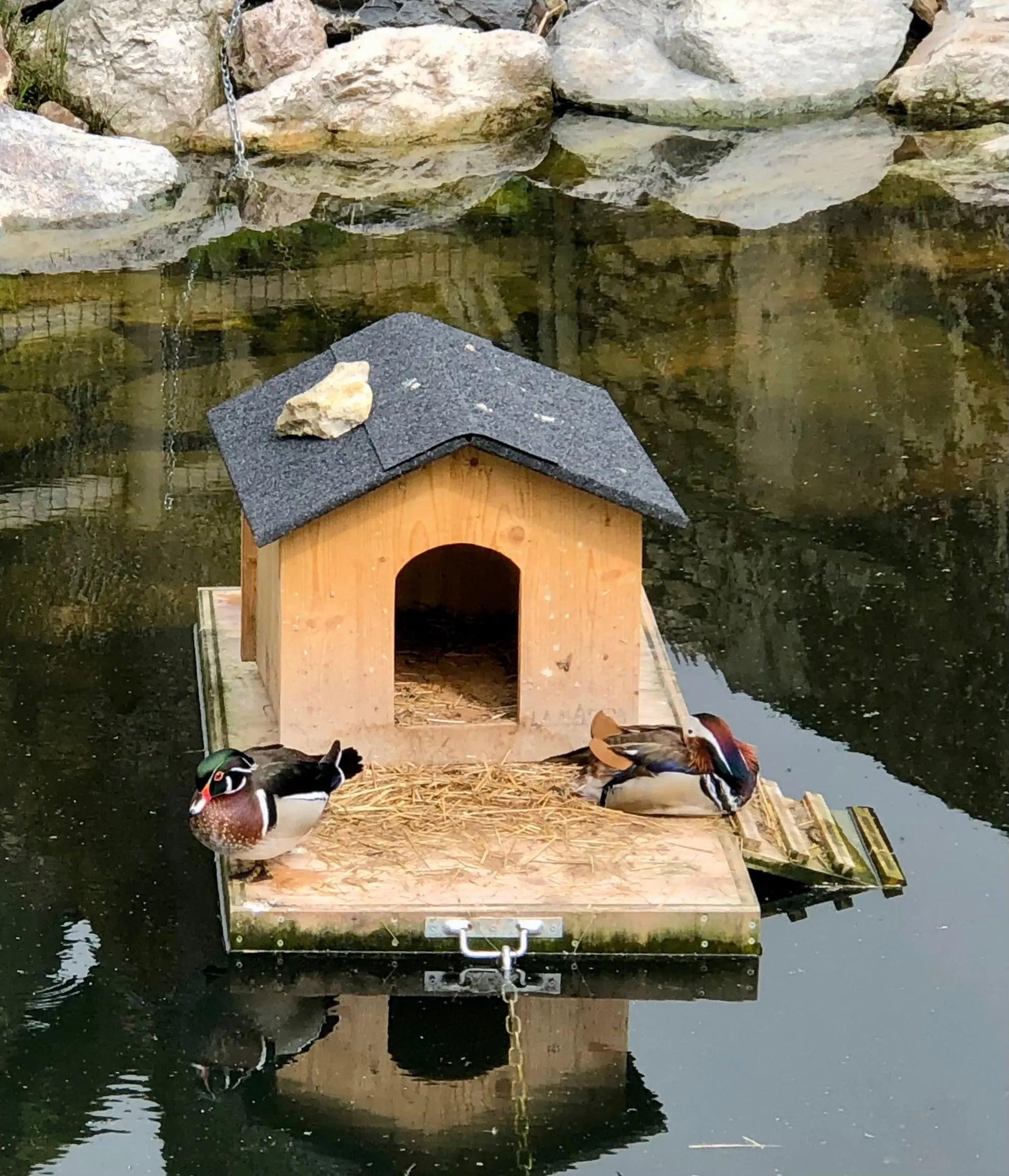 ilot flottant pour canard