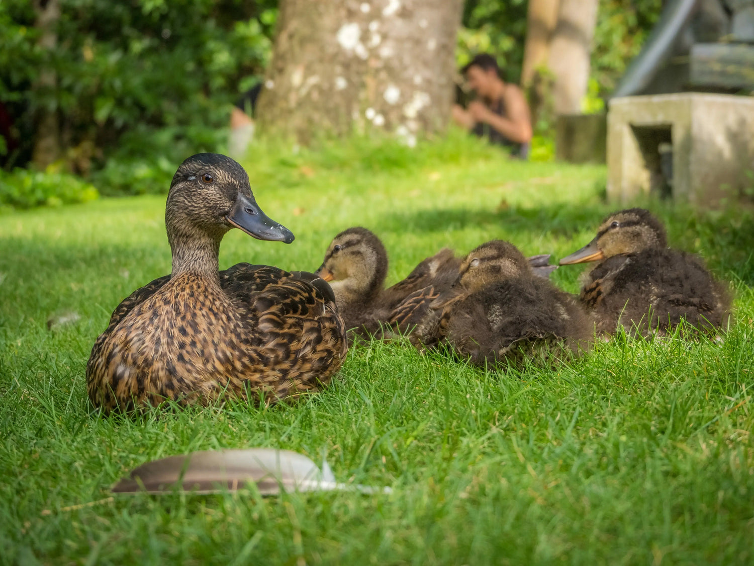 Granulés bio pour canards et oies - 10 kg La Madera