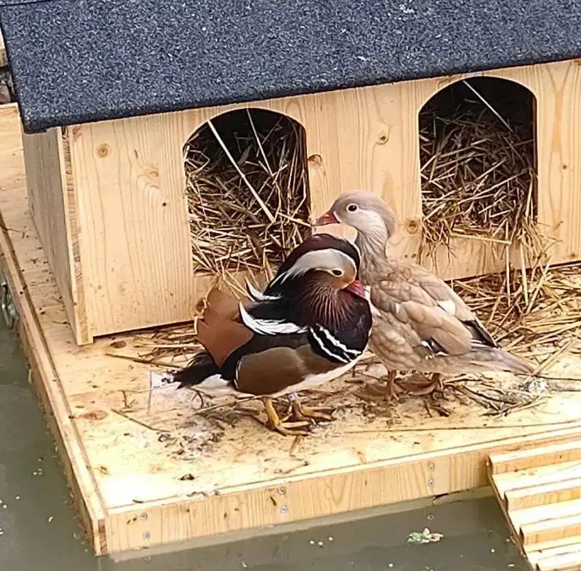 Nichoir pour canards mandarins